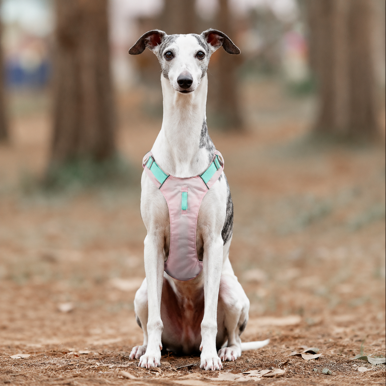 Escape Proof Dog Harness for Small Medium Large Dogs